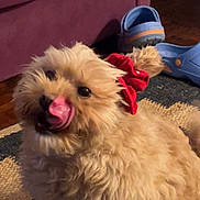 Luna participe au concours pour gagner de l'argent avec cette photo : dog, fluffy, curly_hair, red_bow, indoor, carpet, couch, footwear, blue_shoes, pet, animal, cute, licking, small_dog, fur, playful, home, cozy, floor, tongue