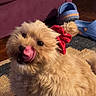 dog, fluffy, curly_hair, red_bow, indoor, carpet, couch, footwear, blue_shoes, pet, animal, cute, licking, small_dog, fur, playful, home, cozy, floor, tongue