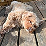 Luna participe au concours pour gagner de l'argent avec cette photo : dog, pet, outdoor, wooden_deck, sunlight, relaxed, curly_hair, brown_dog, fence, sleepy, animal, canine, nature, daylight, resting, closeup, fur, domestic_animal, leisure, portrait