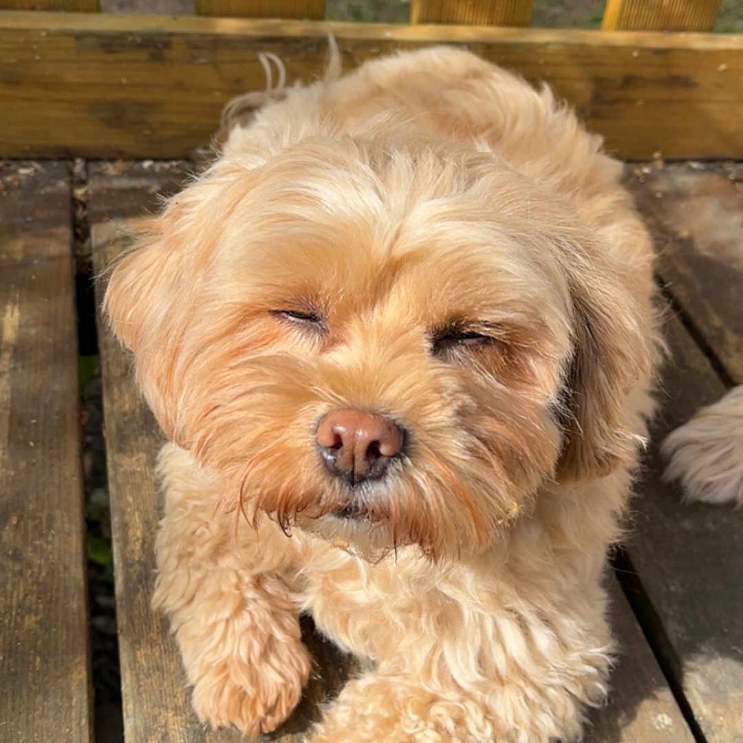 Luna participe au concours pour gagner de l'argent avec cette photo : dog, fluffy, outdoor, wooden_deck, sunlight, pet, relaxed, fence, brown, cute, animal, nature, portrait, daylight, canine, fur, small_dog, resting, paw, sunny