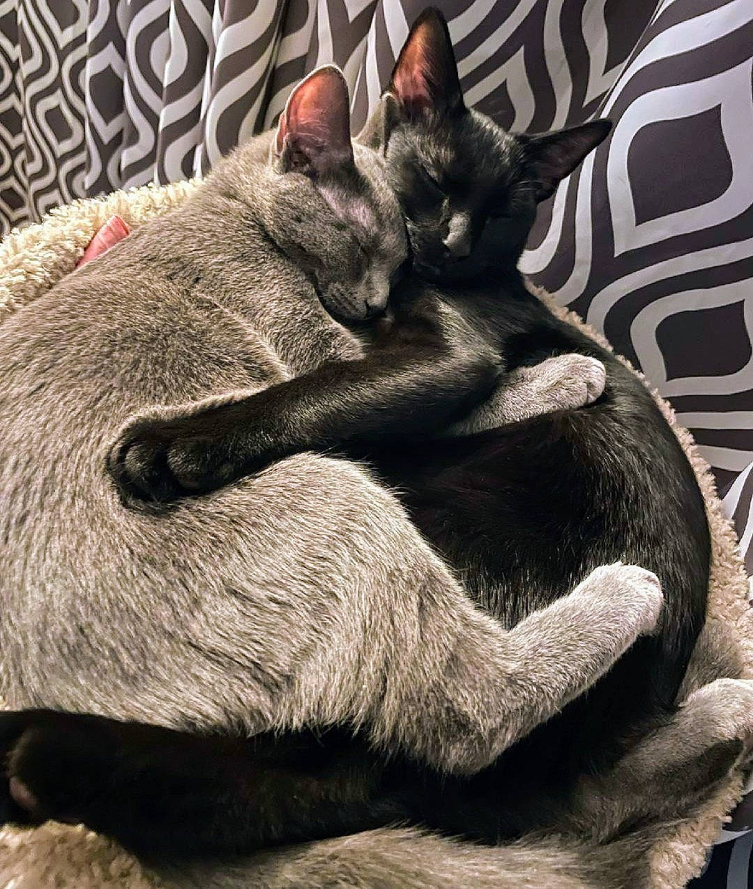 Miracle And Skittles Kitty Love is registered to the contest to win money with this photo: bombay, carnivore, cat, claw, comfort, domestic_short_haired_cat, felidae, fur, gesture, grey, human_leg, leg, paw, small_to_medium_sized_cats, tail, terrestrial_animal, whiskers
