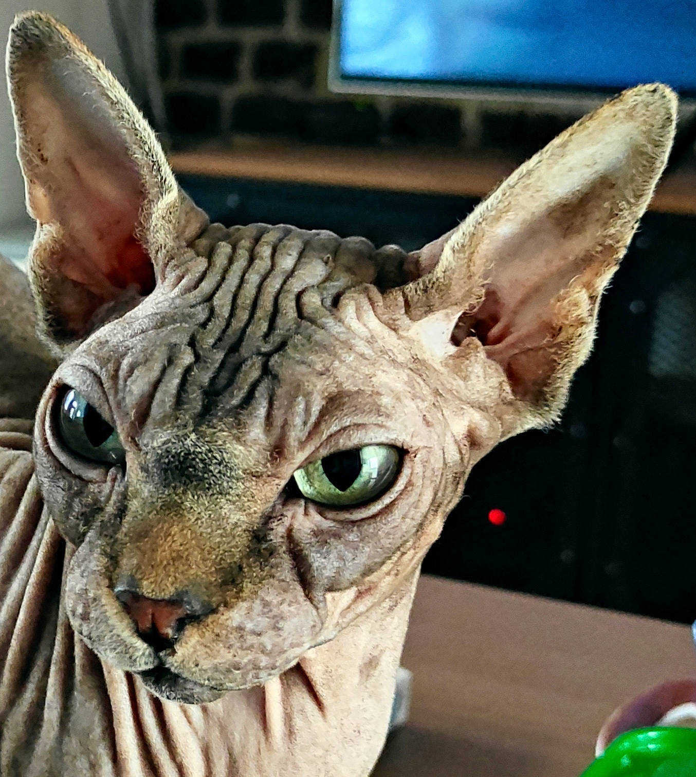 Azog a rejoint le concours — aidez-le/la à gagner de superbes lots ! art, artifact, cone, creative_arts, donskoy, event, fawn, felidae, green, human_body, jaw, natural_material, sculpture, snout, sphynx, statue, television, terrestrial_animal, throat, whiskers