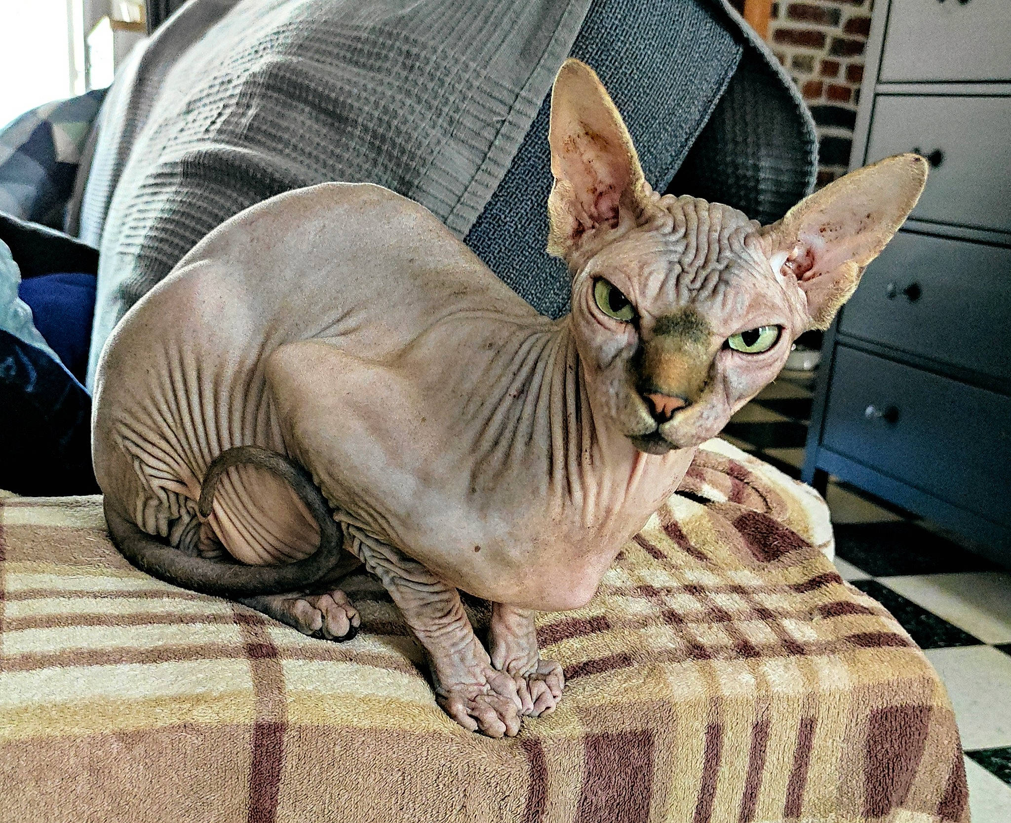 Azog a rejoint le concours — aidez-le/la à gagner de superbes lots ! carnivore, cat, comfort, donskoy, fawn, felidae, fur, peterbald, small_to_medium_sized_cats, snout, sphynx, tail, terrestrial_animal, whiskers, wildlife