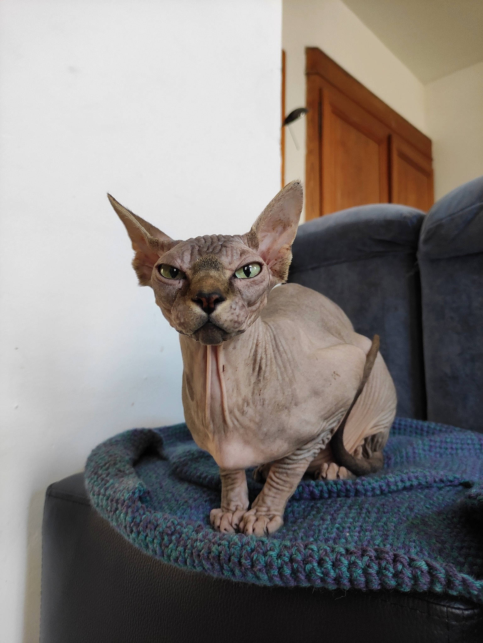 Azog participe au concours pour gagner de l'argent avec cette photo : art, artifact, carnivore, cat, comfort, donskoy, fawn, felidae, grey, plant, sculpture, small_to_medium_sized_cats, snout, sphynx, tail, terrestrial_animal, toy, whiskers, window, wood