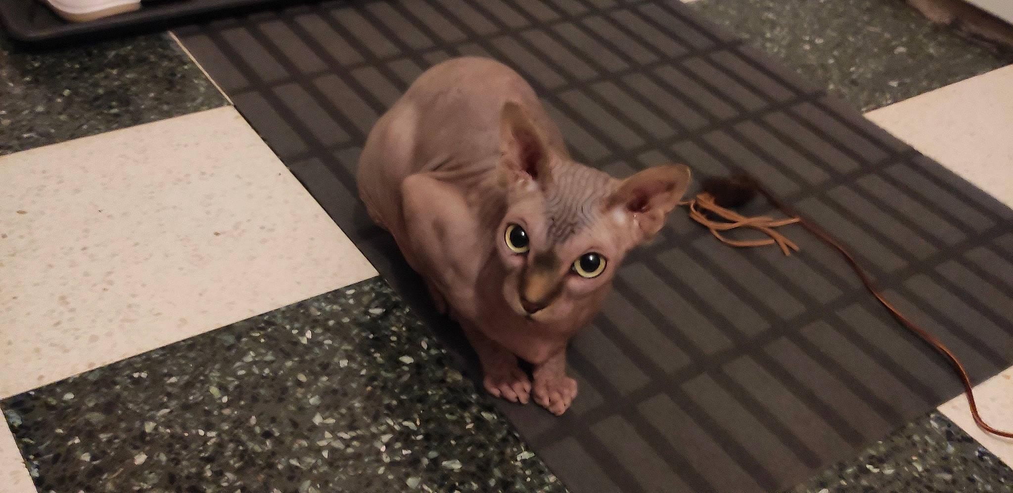 Azog participe au concours pour gagner de l'argent avec cette photo : art, ear, eye, eyelash, fawn, felidae, flooring, fur, grass, grey, head, human_body, jewellery, metal, snout, tail, twig, whiskers, wood, working_animal