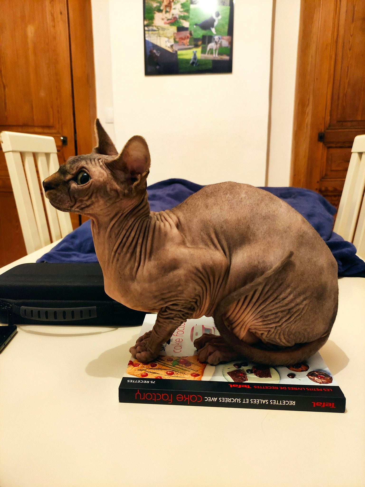 Azog a rejoint le concours — aidez-le/la à gagner de superbes lots ! animal_figure, art, carnivore, cat, comfort, donskoy, door, fawn, felidae, mammal, metal, plant, sculpture, small_to_medium_sized_cats, statue, terrestrial_animal, toy, vertebrate, whiskers, wood