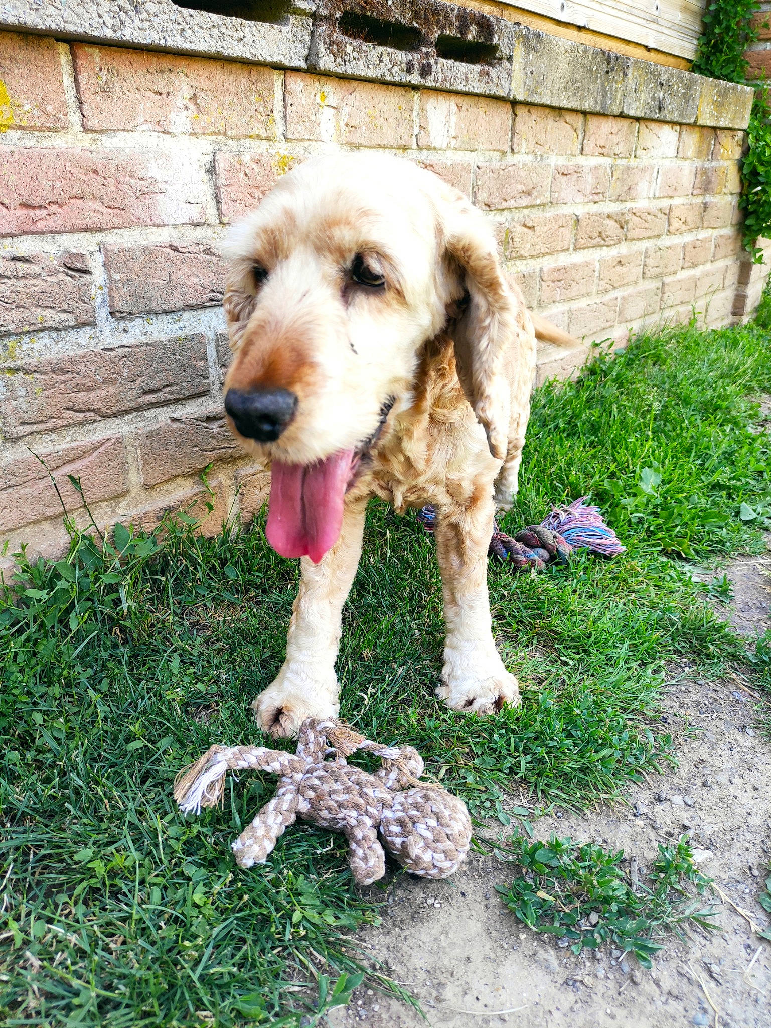 Mélia a rejoint le concours — aidez-le/la à gagner de superbes lots ! brick, brickwork, canidae, carnivore, companion_dog, dog, dog_breed, fawn, grass, gun_dog, hunting_dog, mortar, plant, snout, sporting_group, tail, toy, working_animal