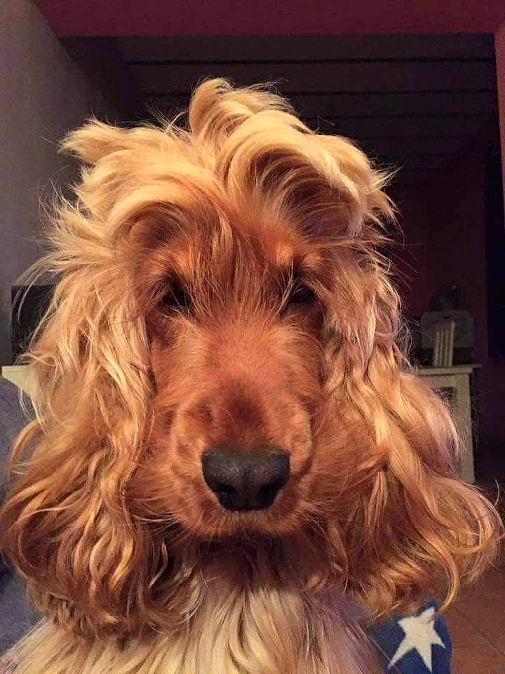 Mélia a rejoint le concours — aidez-le/la à gagner de superbes lots ! canidae, carnivore, companion_dog, dog, dog_breed, fur, liver, maltepoo, metal, puppy, small_terrier, snout, sporting_group, terrier, toy_dog, water_dog