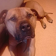 Rox participe au concours pour gagner de l'argent avec cette photo : dog, brown_dog, pet, animal, indoor, floor, couch, resting, looking_up, ears, legs, tail, collar, canine, mammal, portrait, companion, cute, domestic, household