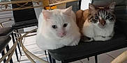 Mimile a rejoint le concours — aidez-le/la à gagner de superbes lots ! cat, white_cat, striped_cat, chair, indoor, pets, feline, table, glass_table, metal_legs, floor_tiles, two_cats, sitting, domestic_animal, cute, animal, companion, relaxed, household, black_chair