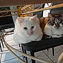cat, white_cat, striped_cat, chair, indoor, pets, feline, table, glass_table, metal_legs, floor_tiles, two_cats, sitting, domestic_animal, cute, animal, companion, relaxed, household, black_chair