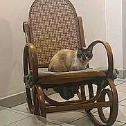 Mimile participe au concours pour gagner de l'argent avec cette photo : cat, rocking_chair, wooden_chair, cushion, indoor, tile_floor, pet, feline, resting, home, furniture, animal, domestic_cat, relaxed, sitting, brown, white, black, quiet, cozy