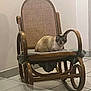 cat, rocking_chair, wooden_chair, cushion, indoor, tile_floor, pet, feline, resting, home, furniture, animal, domestic_cat, relaxed, sitting, brown, white, black, quiet, cozy