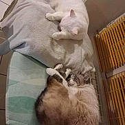 Mimile a rejoint le concours — aidez-le/la à gagner de superbes lots ! animal, appliance, blanket, cat, comfortable, cozy, cushion, domestic, feline, fur, home, indoor, iron, pets, relaxation, resting, sleeping, tabby_cat, towel, white_cat