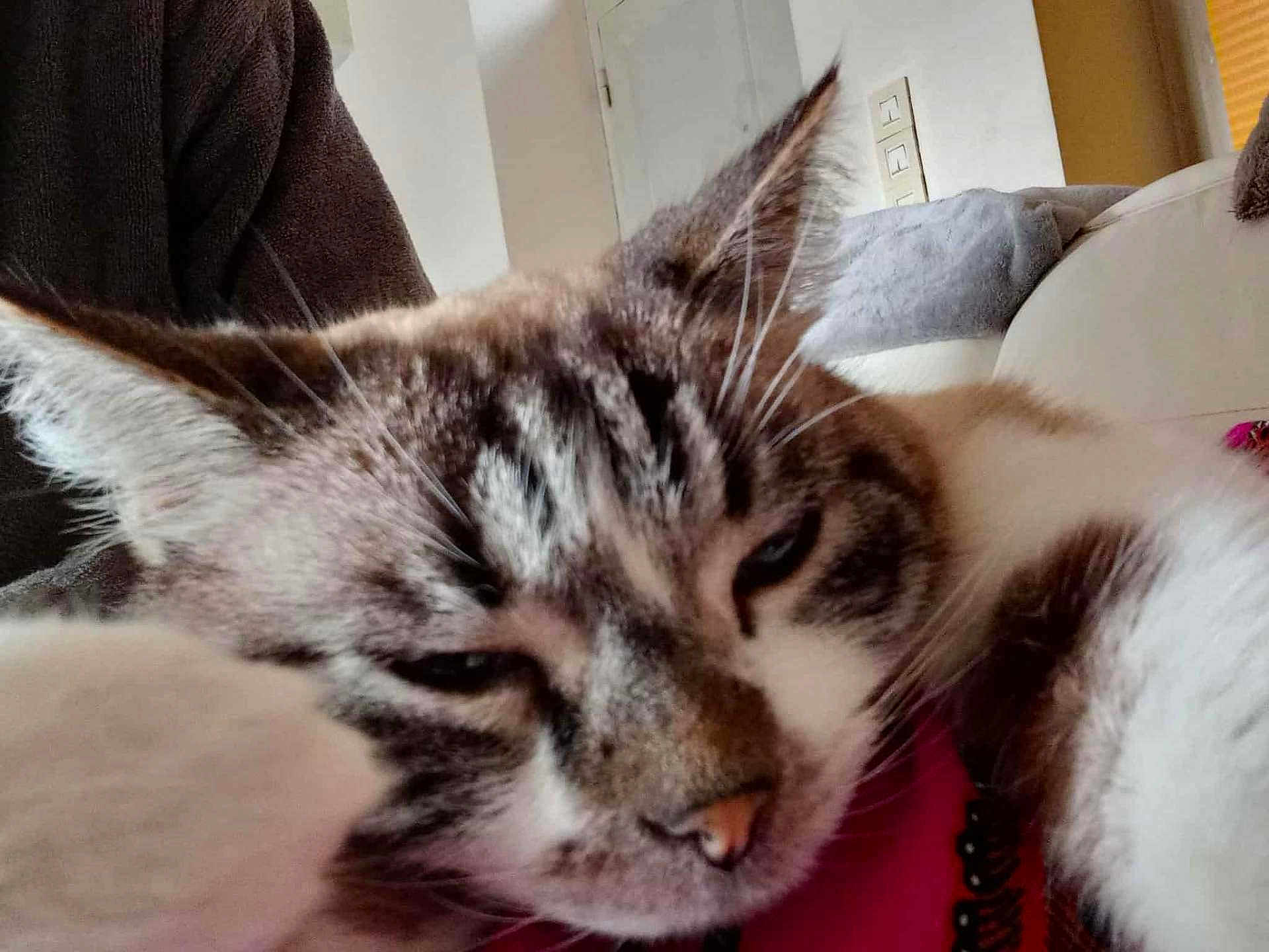 Mimile a rejoint le concours — aidez-le/la à gagner de superbes lots ! cat, close_up, sleepy, furry, paw, indoor, couch, relaxed, pet, whiskers, fur, animal, domestic, face, tabby, resting, cozy, household, cute, soft