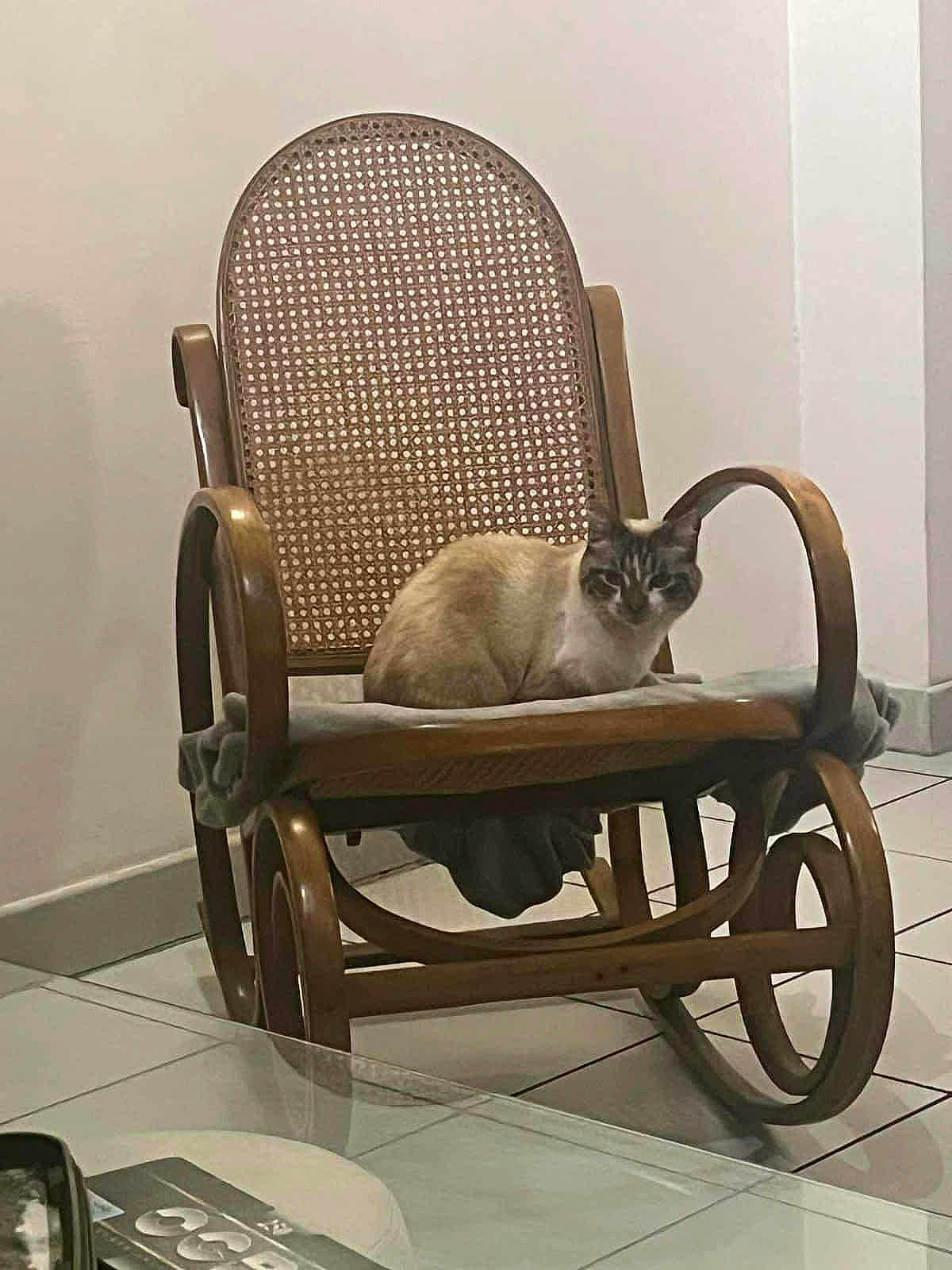 Mimile participe au concours pour gagner de l'argent avec cette photo : animal, brown, calm, cat, cozy, cushion, domestic, furniture, home, indoor, living_room, pet, quiet, relaxed, resting, rocking_chair, seated, tiled_floor, white, wooden_furniture