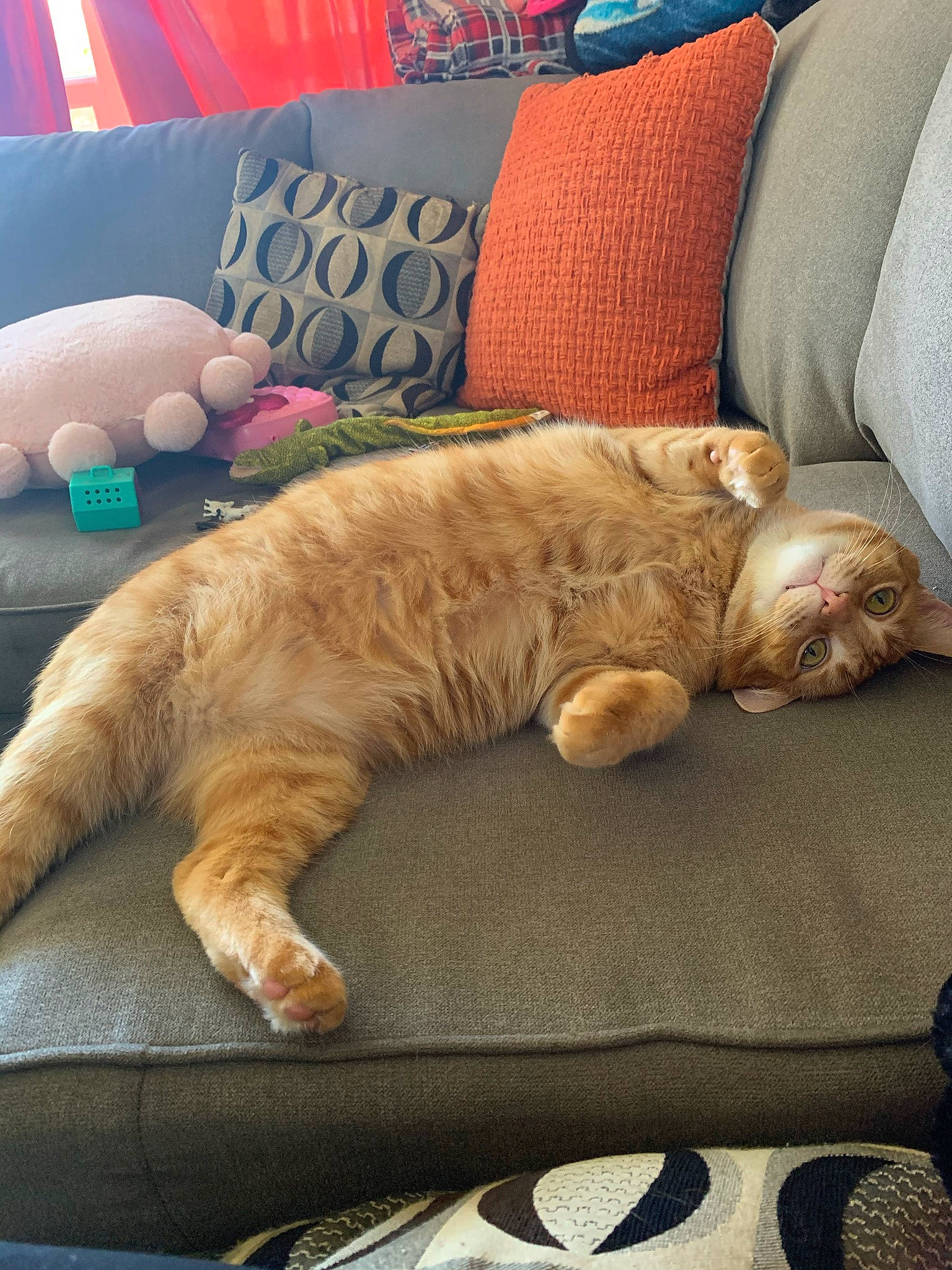 Rehab joined the competition — help win amazing prizes! bed, carnivore, cat, claw, comfort, companion_dog, couch, domestic_short_haired_cat, duvet, fawn, felidae, fur, linens, nap, paw, room, small_to_medium_sized_cats, tail, whiskers, wood