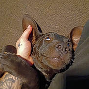 Junebug is registered to the contest to win money with this photo: dog, brown_dog, pet, close_up, human_hand, tattoo, ear, lying_down, indoor, brown_background, content_expression, animal, fur, nuzzle, companion, domestic_animal, cute, friendship, relaxation, bond