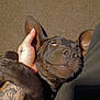 dog, brown_dog, pet, close_up, human_hand, tattoo, ear, lying_down, indoor, brown_background, content_expression, animal, fur, nuzzle, companion, domestic_animal, cute, friendship, relaxation, bond