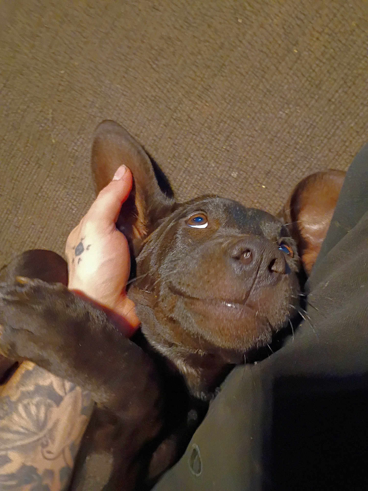 Junebug is registered to the contest to win money with this photo: dog, brown_dog, pet, close_up, human_hand, tattoo, ear, lying_down, indoor, brown_background, content_expression, animal, fur, nuzzle, companion, domestic_animal, cute, friendship, relaxation, bond
