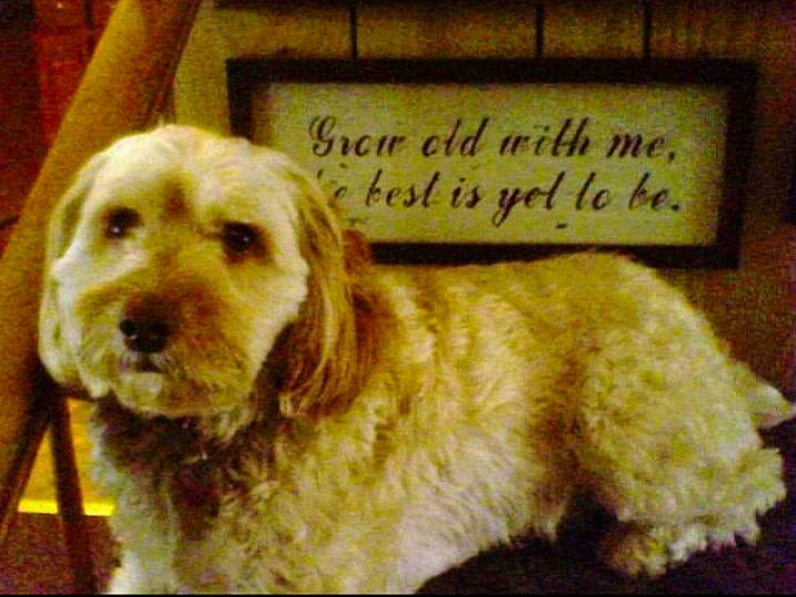 Sadie is registered to the contest to win money with this photo: canidae, carnivore, companion_dog, dog, dog_breed, font, fur, liver, photo_caption, picture_frame, rectangle, snout, sporting_group, working_animal