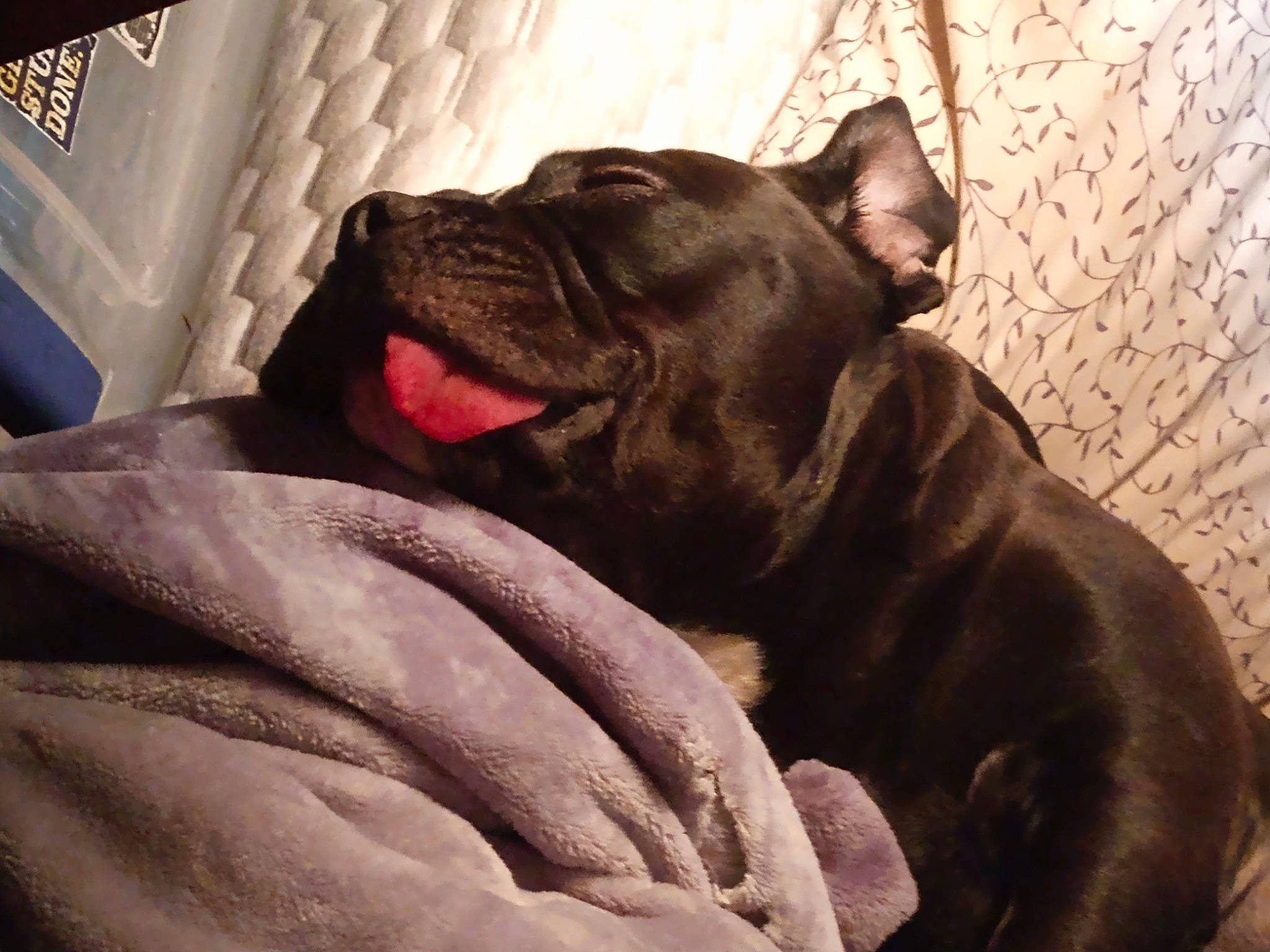 Squishy is registered to the contest to win money with this photo: bulldog, canidae, carnivore, comfort, companion_dog, dog, dog_breed, ear, fawn, french_bulldog, jaw, liver, molosser, snout, sporting_group, terrestrial_animal, toy_dog, whiskers, working_animal, wrinkle