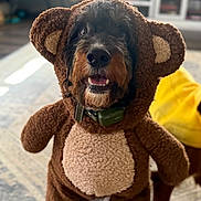 Bam Bam is registered to the contest to win money with this photo: dog, costume, bear_outfit, indoor, living_room, carpet, happy, pet, animal, canine, fur, cute, smiling, collar, toy, home, brown, plush, portrait, funny