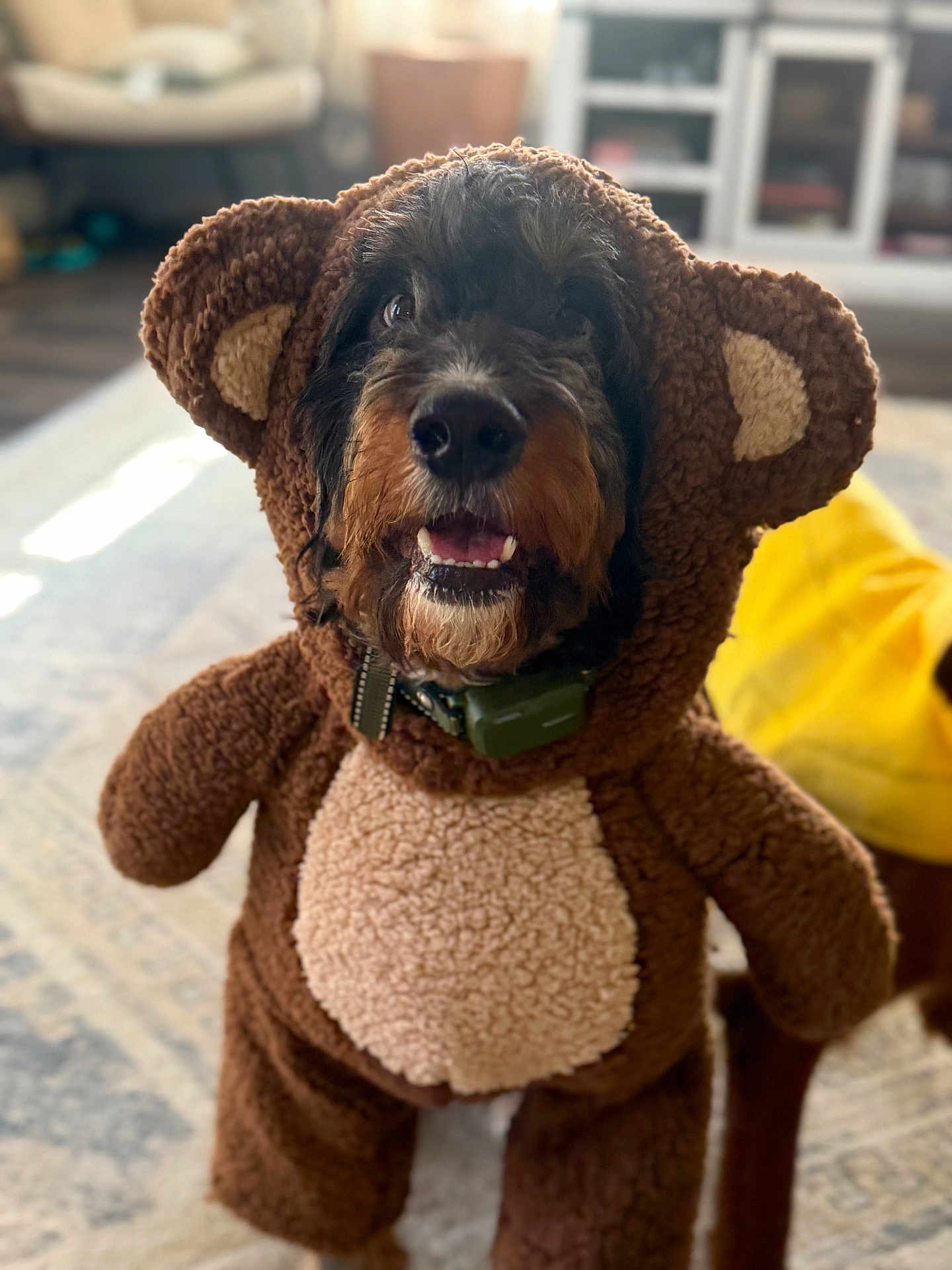 Bam Bam is registered to the contest to win money with this photo: dog, costume, bear_outfit, indoor, living_room, carpet, happy, pet, animal, canine, fur, cute, smiling, collar, toy, home, brown, plush, portrait, funny