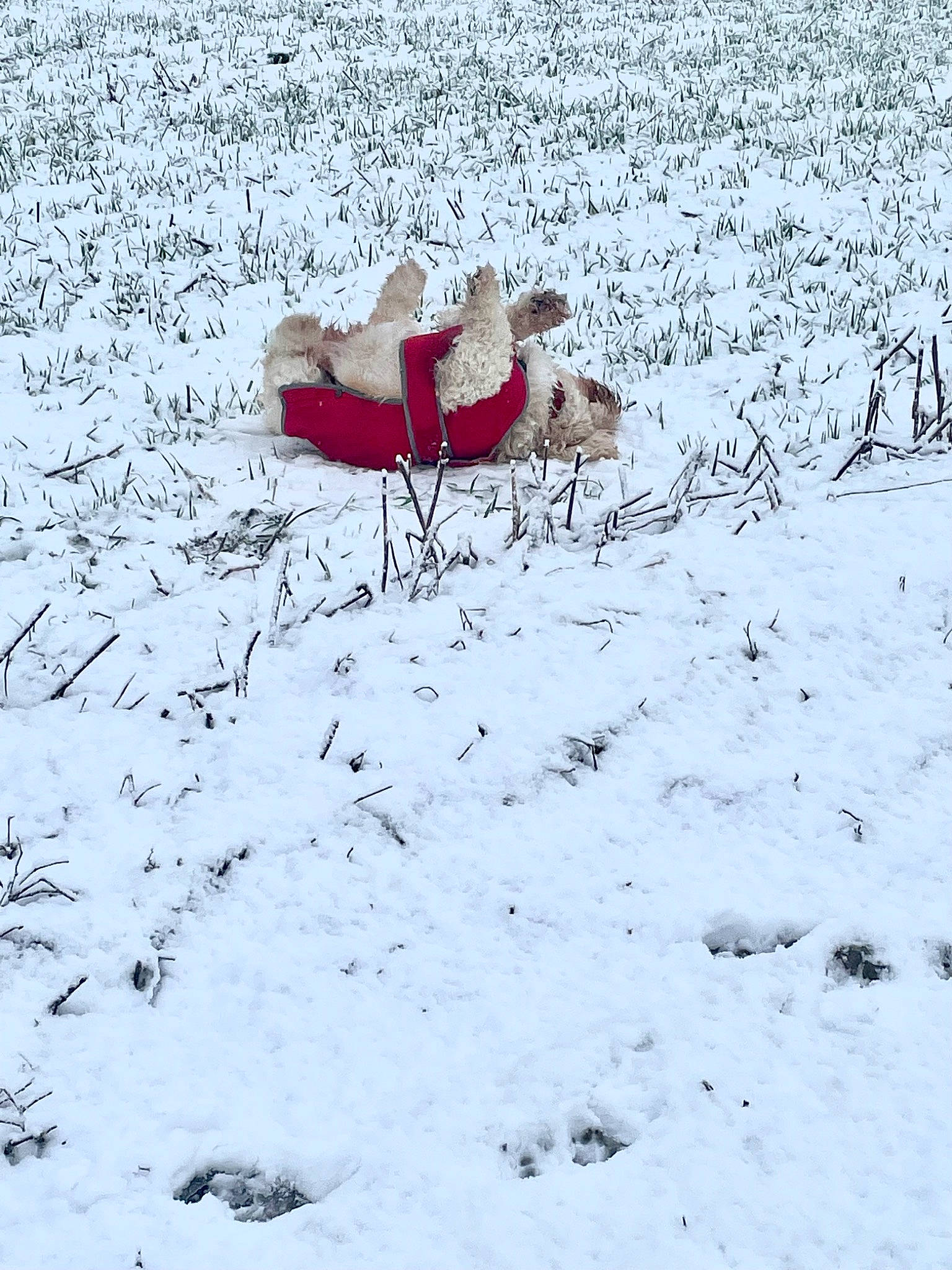 Poppy is registered to the contest to win money with this photo: carmine, coquelicot, freezing, frost, geological_phenomenon, grass, people_in_nature, petal, playing_in_the_snow, precipitation, slope, snow, soil, tundra, twig, winter