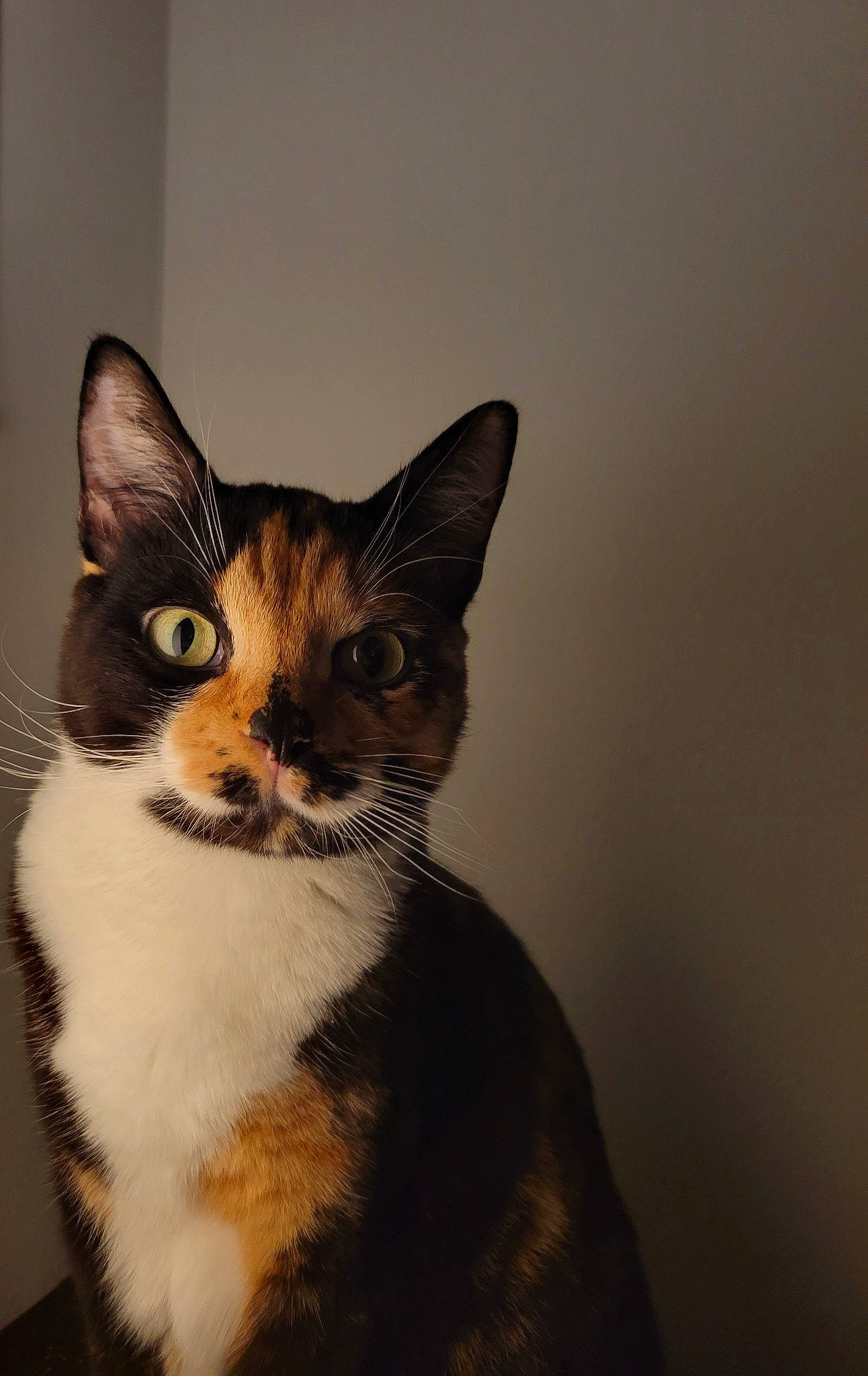 Kiki joined the competition — help win amazing prizes! art, carnivore, cat, domestic_short_haired_cat, eye, felidae, fur, small_to_medium_sized_cats, snout, tail, terrestrial_animal, whiskers