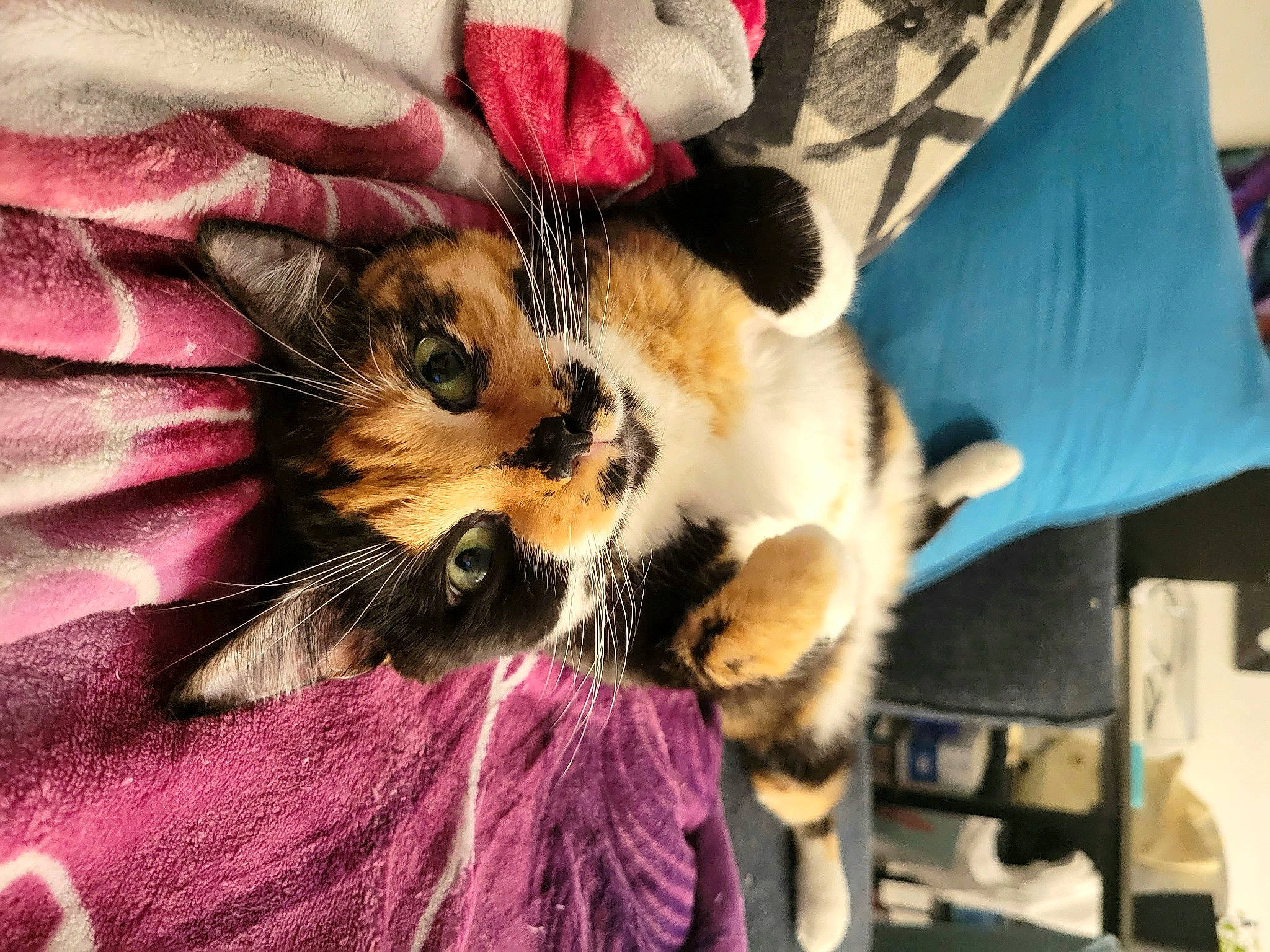 Kiki is registered to the contest to win money with this photo: bed, carnivore, cat, claw, comfort, domestic_short_haired_cat, fawn, felidae, fur, linens, magenta, pattern, paw, petal, pink, plant, purple, small_to_medium_sized_cats, textile, whiskers