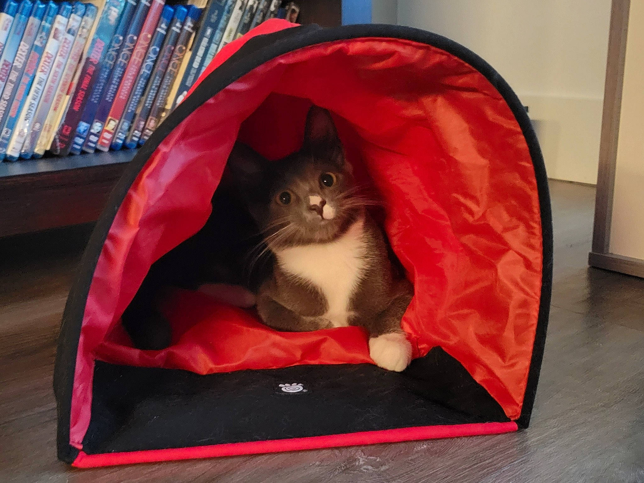 Aspen is registered to the contest to win money with this photo: bag, box, cardboard, carnivore, cat, cat_supply, comfort, domestic_short_haired_cat, felidae, fur, magenta, pet_supply, publication, rectangle, room, sitting, small_to_medium_sized_cats, tail, whiskers, wood