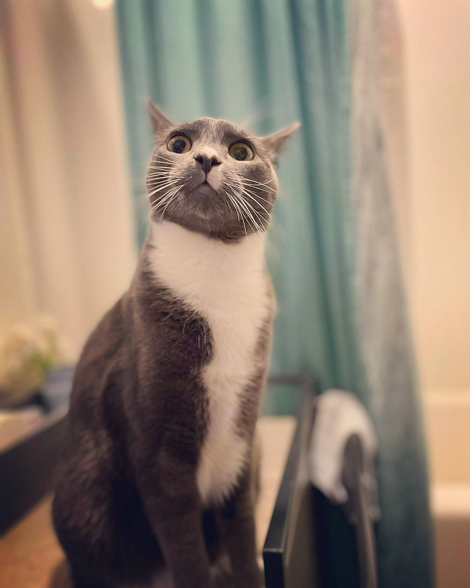 Aspen is registered to the contest to win money with this photo: carnivore, cat, comfort, curtain, domestic_short_haired_cat, fawn, felidae, formal_wear, fur, sitting, small_to_medium_sized_cats, snout, tail, terrestrial_animal, whiskers, window