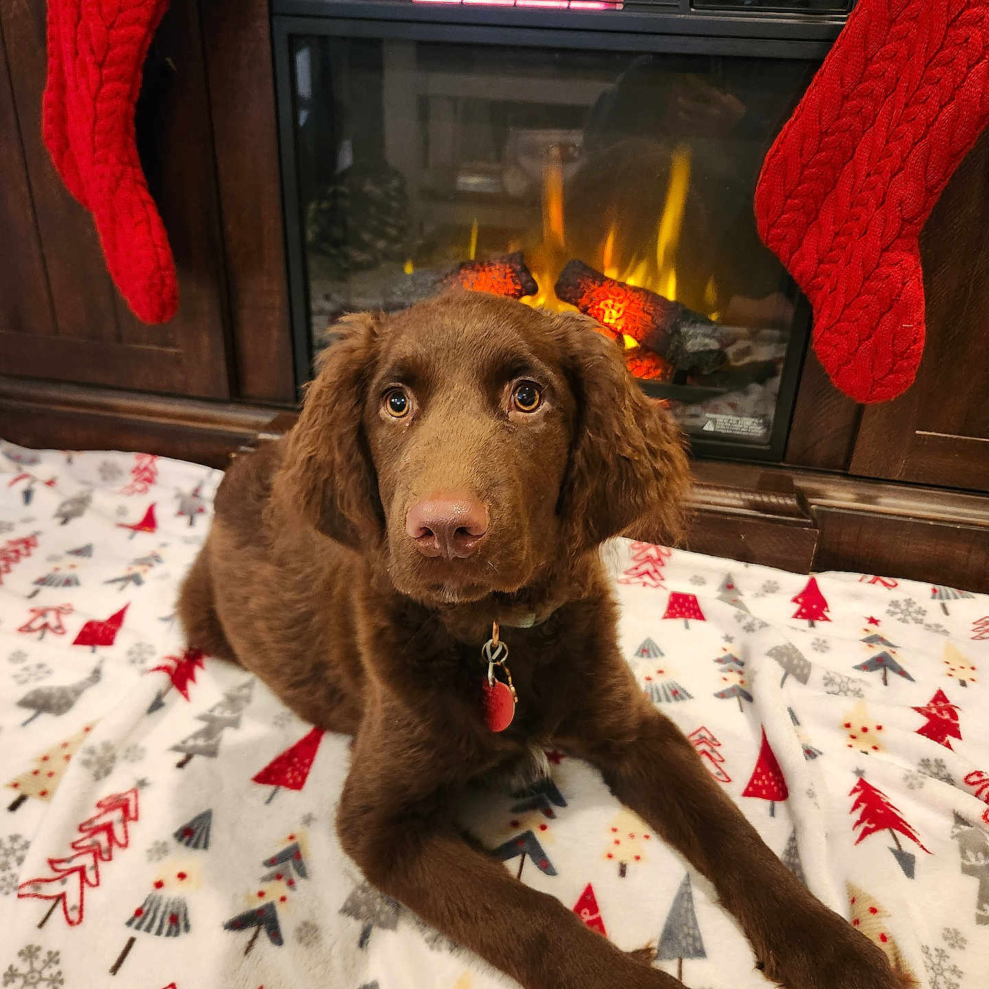 Nala is registered to the contest to win money with this photo: animal, canine, christmas, christmasdecorations, clothing, couch, cushion, dog, festival, fire, fireplace, furniture, hearth, homedecor, hosiery, indoors, labradorretriever, pet, puppy, sock