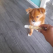 Oreo is registered to the contest to win money with this photo: animal, bone, carpet, curious, dog, door_frame, ears, floor, furry, hand, human_hand, indoor, paw, pet, puppy, reddish_coat, small_dog, treat, wall, wooden_floor