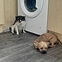 Oreo joined the competition — help win amazing prizes! animal, appliance, black_and_white_dog, brown_dog, cozy, cute, dog, floor, happy_dog, home, indoor, kitchen, pets, resting, sitting, sleeping_dog, small_dogs, two_dogs, washing_machine, wooden_floor