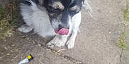Oreo joined the competition — help win amazing prizes! animal, black_and_white, casual_clothing, cute, daylight, dog, ears, fur, legs, outdoor, pants, pavement, person, pet, shoes, sidewalk, sitting, small_dog, tongue, tongue_out