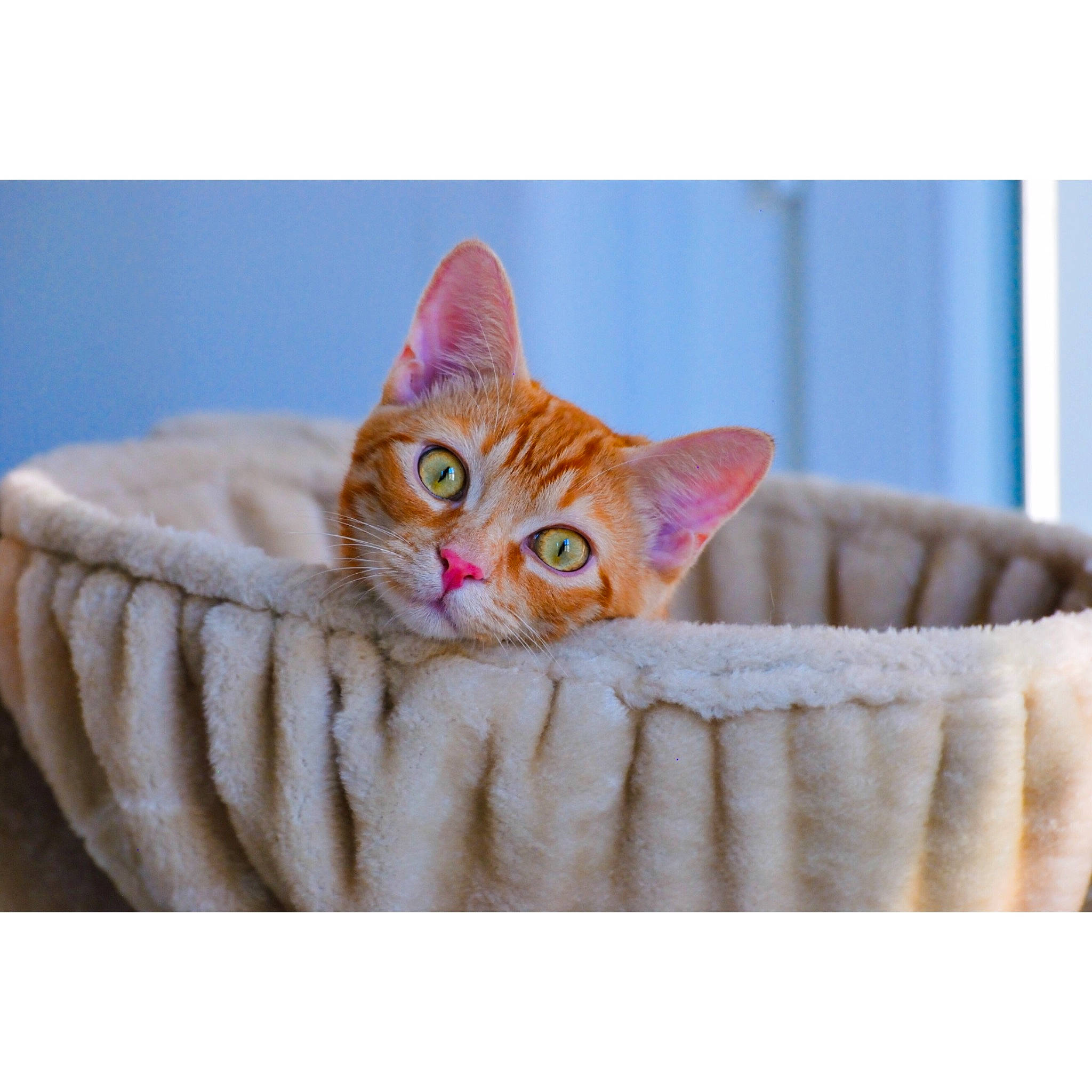 Pikachu a rejoint le concours — aidez-le/la à gagner de superbes lots ! beige, carnivore, cat, cat_bed, cat_supply, comfort, domestic_short_haired_cat, fawn, felidae, fur, peach, pet_supply, pink, small_to_medium_sized_cats, snout, tabby_cat, whiskers