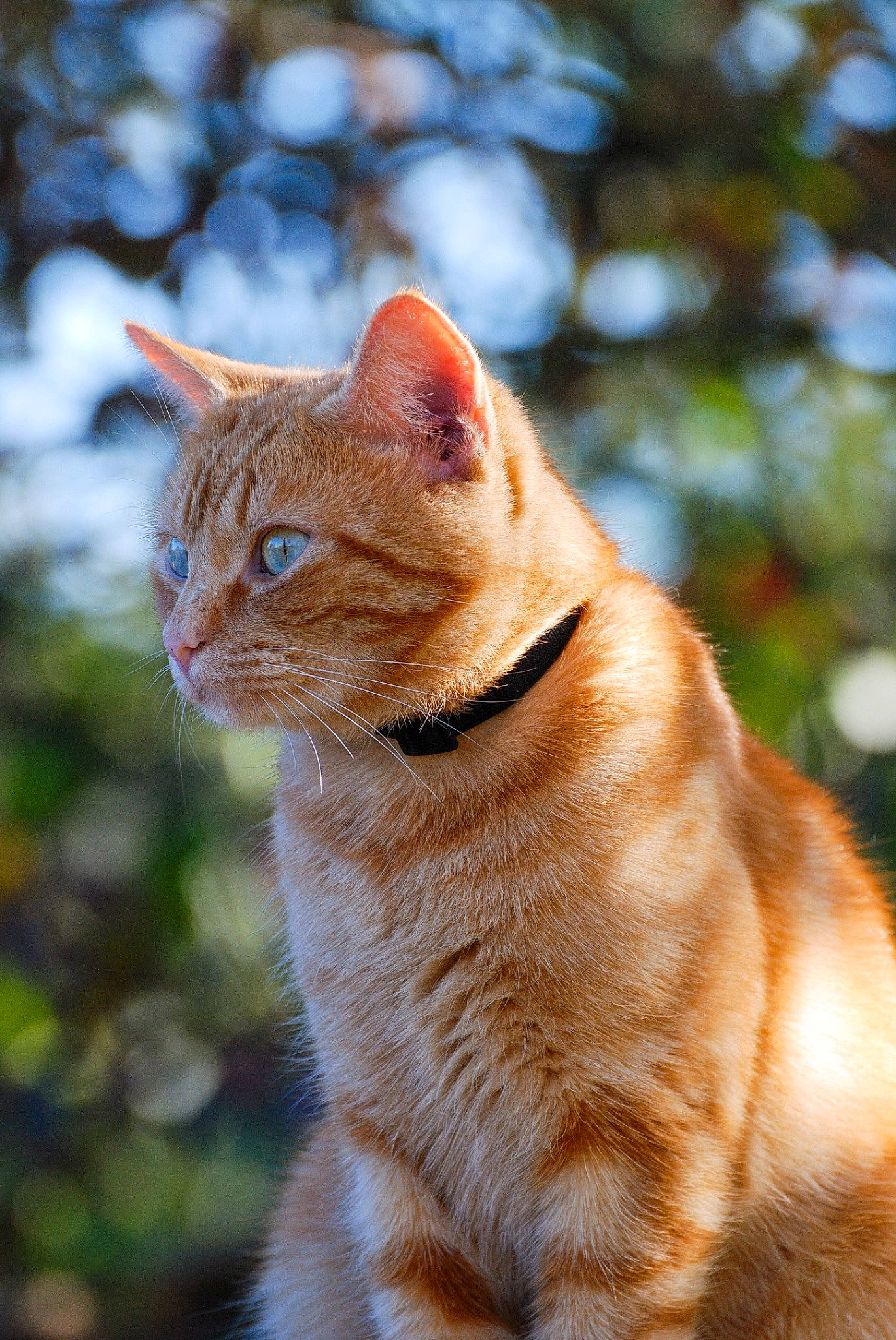 Pikachu participe au concours pour gagner de l'argent avec cette photo : carnivore, cat, fawn, felidae, fur, orange, organism, peach, small_to_medium_sized_cats, snout, sunlight, tabby_cat, tail, terrestrial_animal, vertebrate, whiskers