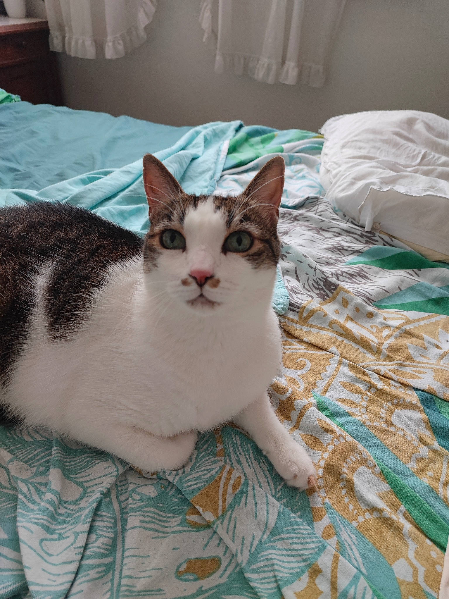 Draco participe au concours pour gagner de l'argent avec cette photo : bed, bed_sheet, bedding, carnivore, cat, comfort, domestic_short_haired_cat, felidae, fur, green, home_accessories, linens, pattern, pillow, room, small_to_medium_sized_cats, tail, textile, throw_pillow, whiskers