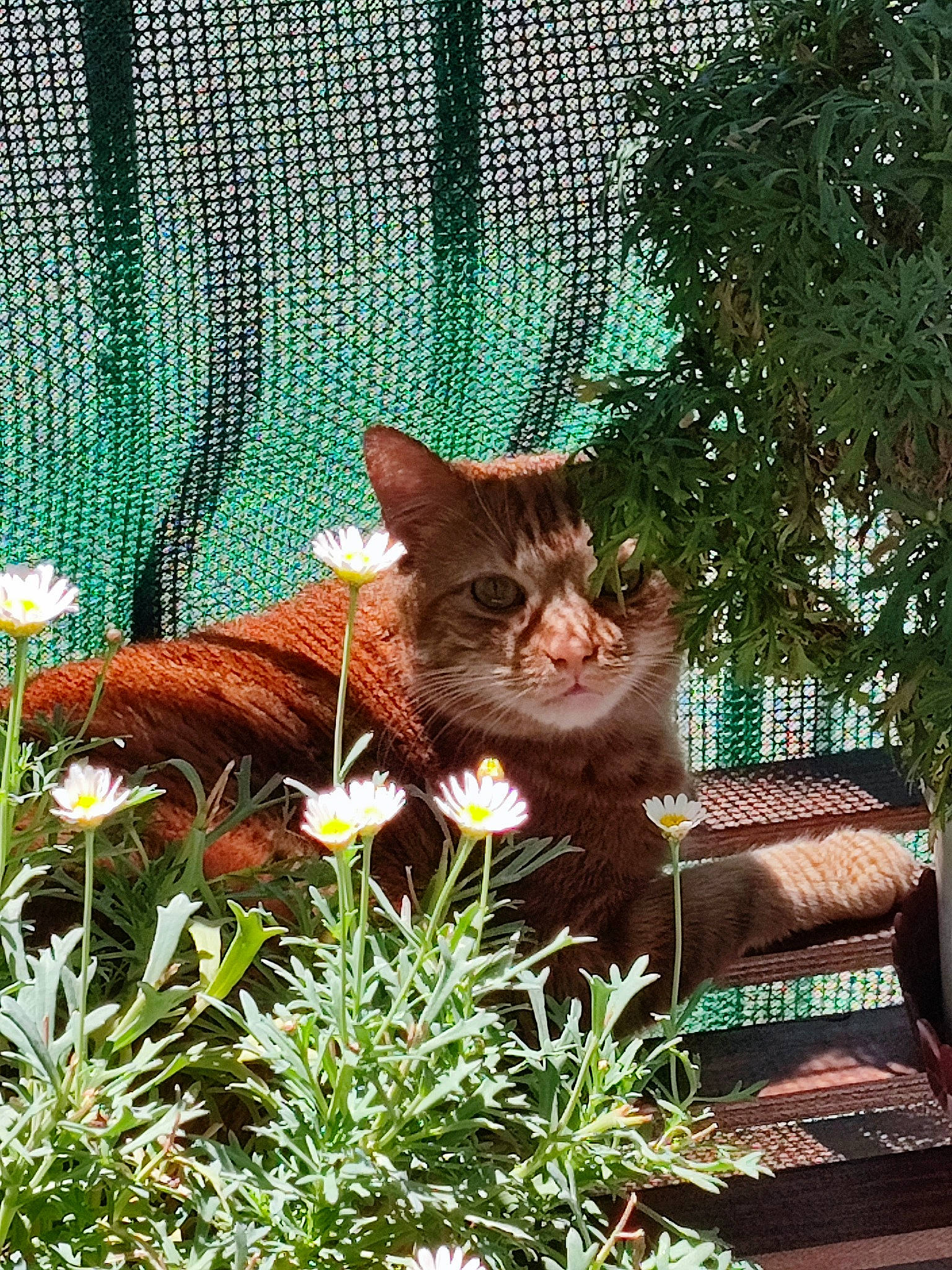 Haru a rejoint le concours — aidez-le/la à gagner de superbes lots ! botany, carnivore, cat, domestic_short_haired_cat, fawn, felidae, flower, grass, groundcover, lawn_ornament, mammal, outdoor_furniture, plant, small_to_medium_sized_cats, tail, terrestrial_animal, tints_and_shades, vertebrate, whiskers, wood