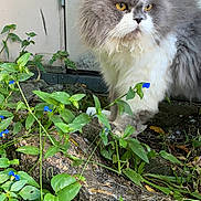 Meto is registered to the contest to win money with this photo: animal, blue_flowers, cat, concrete, daylight, flowers, fur, garden, gray_cat, greenery, leaves, nature, outdoor, pet, plants, rocks, serious_expression, standing, white_cat, yellow_eyes