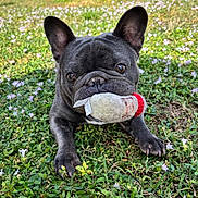 Mac joined the competition — help win amazing prizes! adorable, animal, closeup, cute, dog, ears, flowers, french_bulldog, garden, grass, greenery, nature, outdoor, paws, pet, playful, snout, summer, sunlight, toy