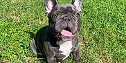 Mac is registered to the contest to win money with this photo: dog, french_bulldog, puppy, grass, outdoor, sunlight, pet, animal, tongue_out, ears_up, happy, playful, nature, mammal, young, cute, small_dog, canine, summer, greenery