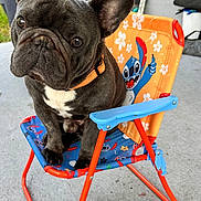 Mac is registered to the contest to win money with this photo: dog, french_bulldog, pet, chair, colorful, orange, blue, outdoor, concrete, collar, animal, cute, portrait, playful, cartoon, character, small_chair, ears, face, sitting