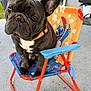 dog, french_bulldog, pet, chair, colorful, orange, blue, outdoor, concrete, collar, animal, cute, portrait, playful, cartoon, character, small_chair, ears, face, sitting