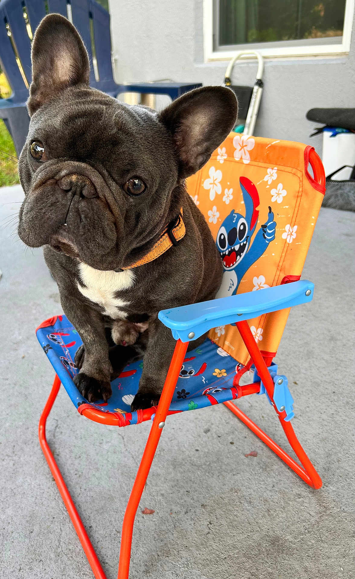 Mac is registered to the contest to win money with this photo: dog, french_bulldog, pet, chair, colorful, orange, blue, outdoor, concrete, collar, animal, cute, portrait, playful, cartoon, character, small_chair, ears, face, sitting