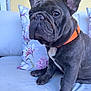 Mac is registered to the contest to win money with this photo: french_bulldog, dog, pet, animal, sitting, couch, indoor, collar, black_coat, white_chest, ears_up, close_up, paw, nose, wrinkles, face, cute, floral_pillow, home, relaxed