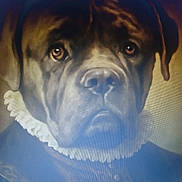 Stormy is registered to the contest to win money with this photo: dog, portrait, clothing, ruffled_collar, costume, brown_dog, close_up, animal, face, expression, historical, vintage_style, serious, pet, muzzle, ears, fur, nostrils, eyes, studio_lighting