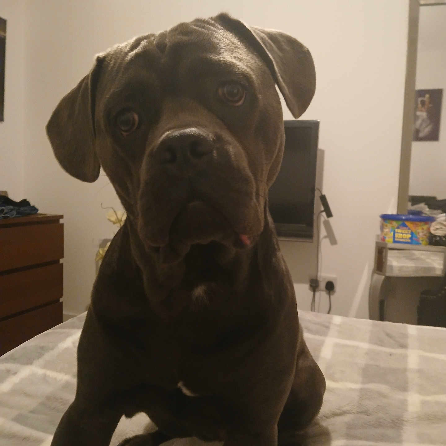 Stormzy is registered to the contest to win money with this photo: animal, bed, blanket, brown, canine, curious, dog, domestic_animal, dorm_room, ears, face, furniture, household, indoor, looking_at_camera, pet, portrait, resting, room, sitting